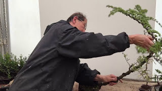 How to split a trunk to create a bonsai shape [upl. by Alisen]