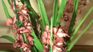 Cymbidium Orchids and Care [upl. by Nylrats]