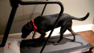 Treadmill Training for Carmen the Black Labrador Day 6 [upl. by Birck]