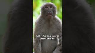 ÉtatsUnis  43 femelles macaques ont fui dun laboratoire [upl. by Kappel]