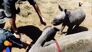 Baby Rhino Protects Mother and Supervises Her Care  The Dodo [upl. by Otinauj]