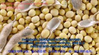 Extraction of Soybean isoflavone [upl. by Shiff]