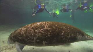 Manatees and Dugongs [upl. by Lorenzana]