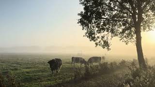 Stieren tijdens een mistige zonsopkomst [upl. by Brieta349]