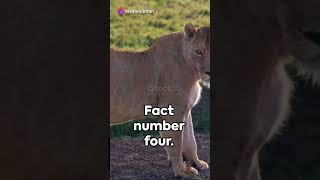 Roaring Facts 5 Fascinating Lion Truths subscribe viralvideo [upl. by Uok57]