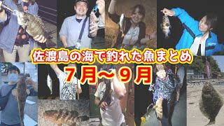 佐渡で釣れるお魚カレンダー7月～9月編 [upl. by Laroy]