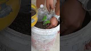 Make use of plastic bottles to plant and grow seedlings [upl. by Jacques]