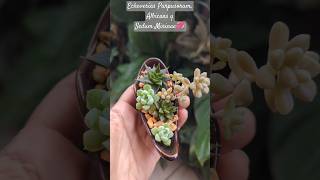 Echeverias Purpusorum albicans y Sedum Mirinae💞unshortunamaceta [upl. by Lerrej]