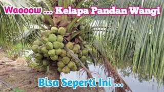 Kebun Kelapa Genjah Pandan Wangi  Budidaya dan Produksi Kelapa Muda yosephyoutube123 [upl. by Lanti]