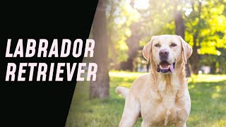 Labrador Retrievers Adoption amp Raising Guide Everything You Need to Know [upl. by Letreece]