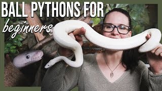 BALL PYTHONS FOR BEGINNERS How to setup terrarium [upl. by Litnahs]