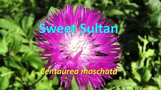 Flowering annuals Centaurea moschata Sweet Sultan [upl. by Kcered]