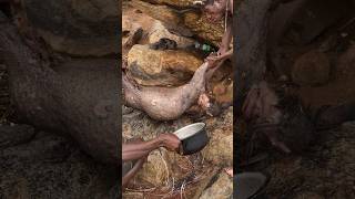 Hadzabe successfully Hunt Porcupine and Cooking in the Forest tradition bushcraft [upl. by Ralina]