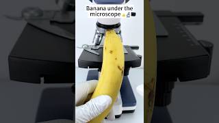 quotBanana magnified 400X is super coolquotunderthemicroscope [upl. by Rosinski]