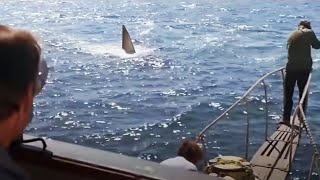 Jaws  Movie Review [upl. by Redep]