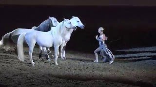 Liberty with 3 horses  Sylvia Zerbini  Night of the Horse 2016  Del Mar National Horse Show [upl. by Ylak]