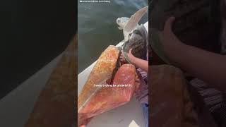 Family Works Together To Rescue Suffocating Turtle  The Dodo [upl. by Cosimo956]