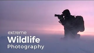 Wildlife Photography Expedition  Behind the scenes in Greenland with photographer Morten Hilmer [upl. by Ede]