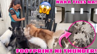 Our Pack Got Out  NAWALA SI THUNDER  Husky Pack TV  Vlogmas 2021 [upl. by Hildegaard]