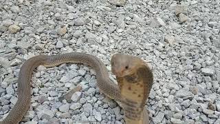 quotOXUS COBRA OR CASPIAN COBRAquot LOCATION HAZARGANJICHILTAN NATIONAL PARK DISTR [upl. by Enasus552]