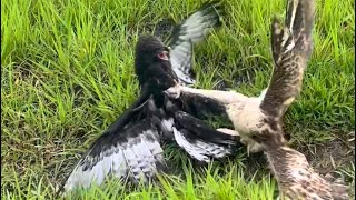 Changeable hawk eagle trying to competition food together bird 🦅🦅video wildlife eagle youtube [upl. by Annayk186]