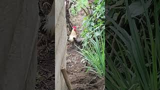 La crianza de las aves Domésticas chicken video [upl. by Alohcin728]