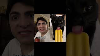 cats catsshorts offscript fypシ゚viral losarias [upl. by Eahsat535]