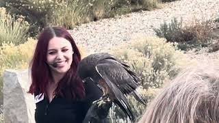 Swainson’s Hawk at the WCBP in Boise 5Nov2023 [upl. by Kamillah]