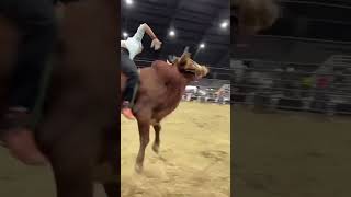 Las Mejores Montas impresionantes 🇲🇽 toros monta jaripeo montadas [upl. by Elletnuahs]