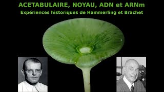 LAcétabulaire Expériences historiques Rôle noyau et ARNm Hervé Kempf SVT Lycée de lElorn [upl. by Lotsirk]