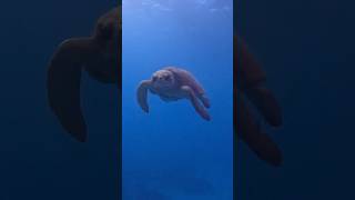 Endangered Loggerhead Sea Turtle 🐢 Lighthouse Reef Belize 🇧🇿 [upl. by Aicilanna]