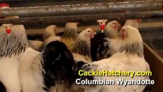 Columbian Wyandotte Chicken Breed Breeder Flock  Cackle Hatchery [upl. by Fosque]