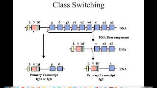 Immunogenetics part 5 [upl. by Ative773]