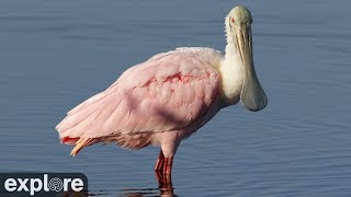 Alligator and Spoonbill Swamp Cam powered by EXPLOREorg [upl. by Acus]