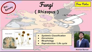 Rhizopus fungi  Morphology amp Life cycle  Rep  Bsc  Free PDF notes  by VEX [upl. by Herahab620]