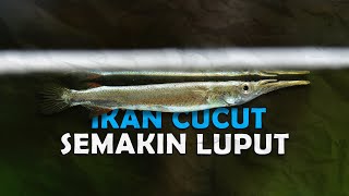 IKAN CUCUT YANG SEMAKIN LUPUT [upl. by Barr]