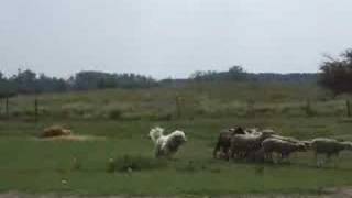 komondor herding [upl. by Eneloc822]