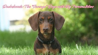 Dachshunds  The quotSausagequot Dogs with Big Personalities [upl. by Htebaile]