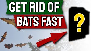 Bats How to Get Rid of them Fast  Top 7 Ways [upl. by Abekam]