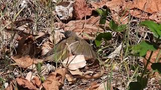 Brown Honeyeater sunbathing Hervey Bay Qld [upl. by Vicki]