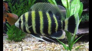 Buttikoferi Fish  Zebra Tilapia In Planet Earth Aquarium Mysore [upl. by Gnil]