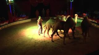 Camel Dressage [upl. by Aninay]