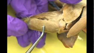 Mink Dissection Forelimb Muscles [upl. by Greyson]