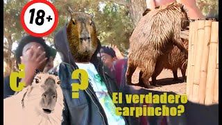 Apareamiento carpincho  Capybara mating [upl. by Enixam387]