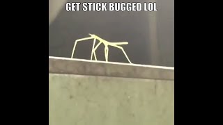 GET STICK BUGGED LOL EXTENDED REMAKE 10 HOURS [upl. by Pasquale937]