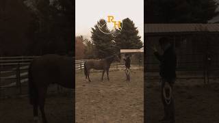 Natural Horsemanship I Groundwork  Backing Up [upl. by Llertnek]