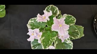 African Violet Varieties in Flower Part 1 [upl. by Nabal480]