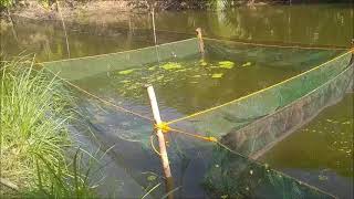 First Real Feeding Of The Duckweed To The Tilapia [upl. by Adnoraj]