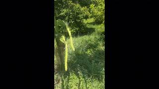 melihat perkembangan buah naga di kebun cengkeh berkebun gunung gunung kebuncengkeh [upl. by Casi]