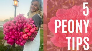 Growing peonies for cut flower production [upl. by Arral974]